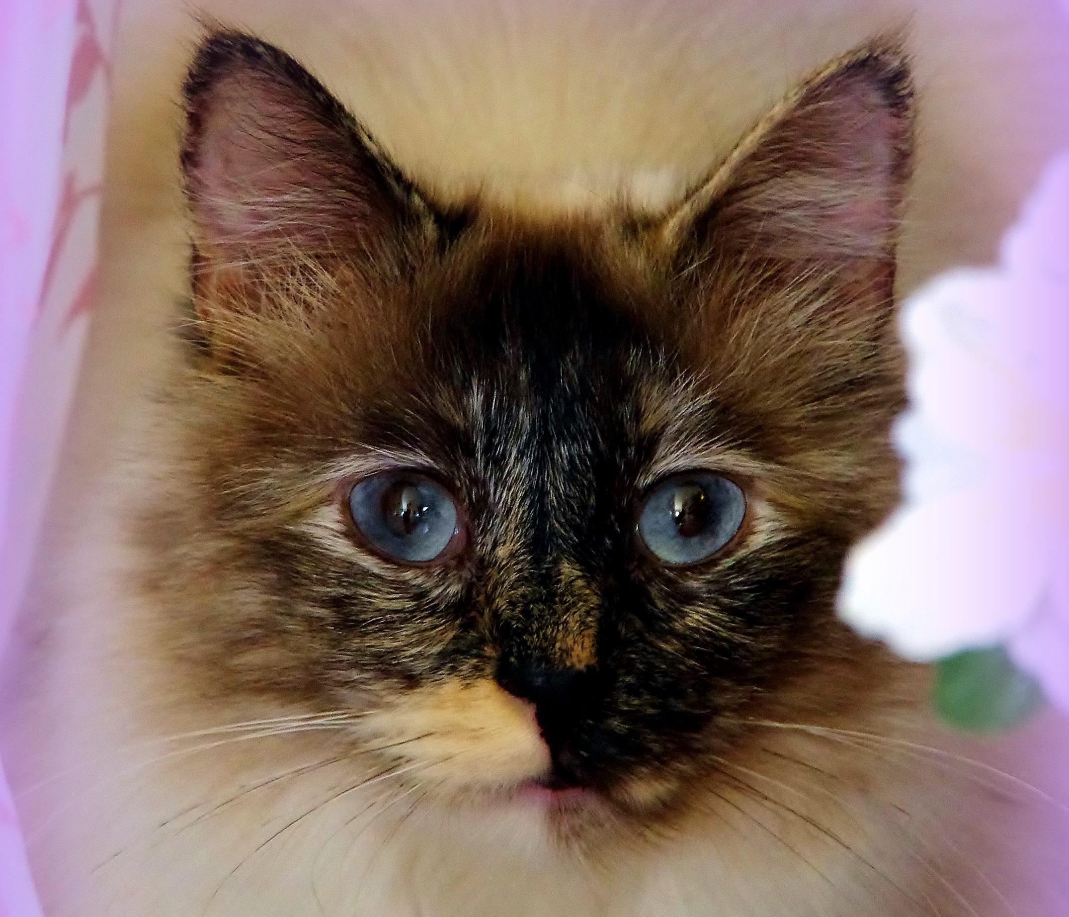 aviaria ritirato aviaria ritirato