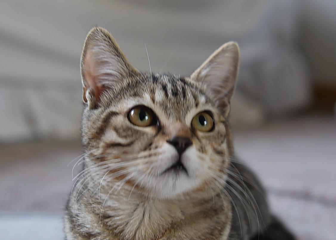 gatto contagiato gatto contagiato