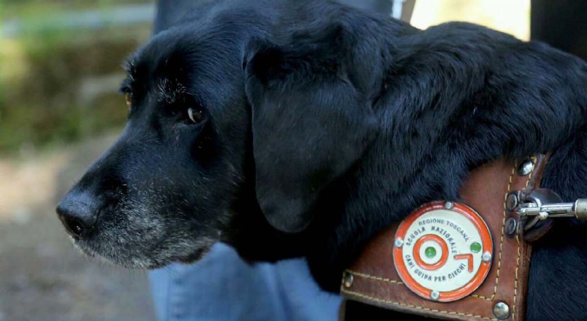 Cieco per la leucemia, a Pavia nessuno gli affitta casa: Rifiutato per colpa del mio cane guida