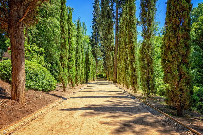 Cipresso Toscano: una pianta senza tempo che contraddistingue la Toscana