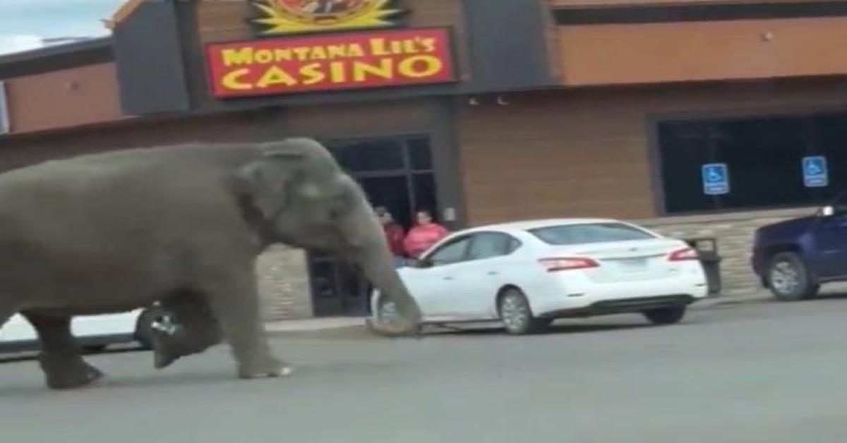 Montana, elefante scappa dal circo: traffico bloccato per le strade di Butte - Video