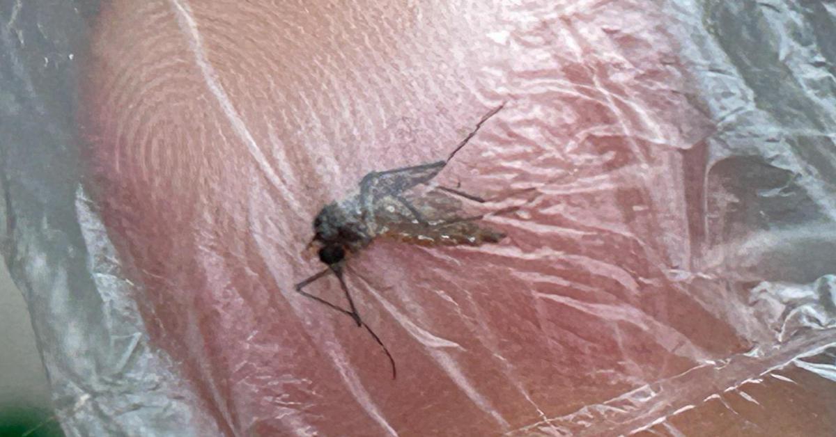 Emergenza Dengue in Brasile: 1 milione di casi nel 2024