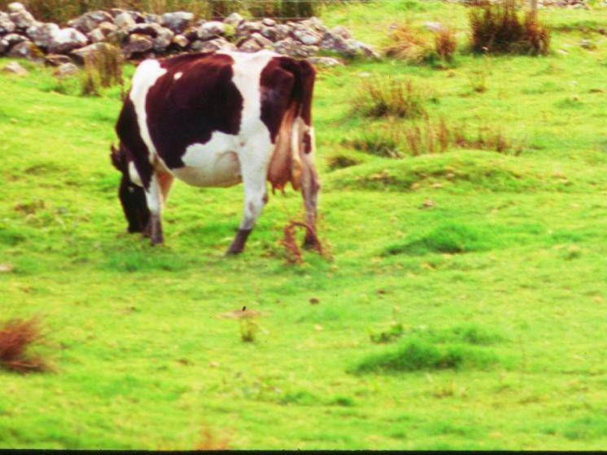 Aviaria H5N1, anticorpi trovati in una mucca nei Paesi Bassi dopo un caso in un gatto Aviaria H5N1, anticorpi trovati in una mucca nei Paesi Bassi dopo un caso in un gatto