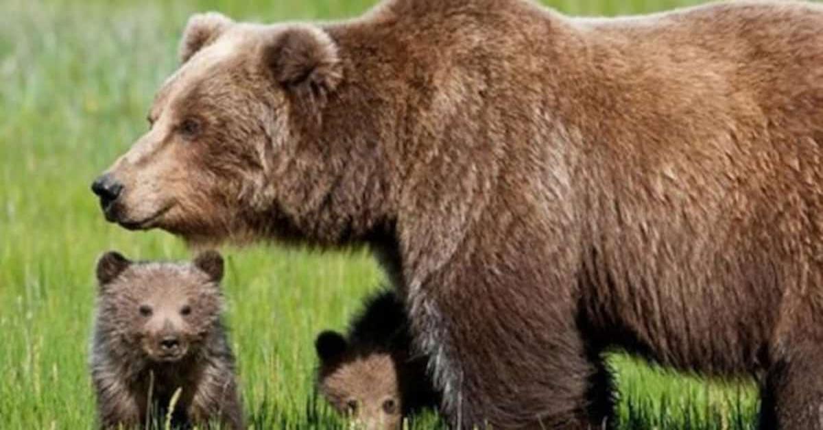 Fat Bear Week 2024: Tragico attacco tra orsi al Katmai National Park