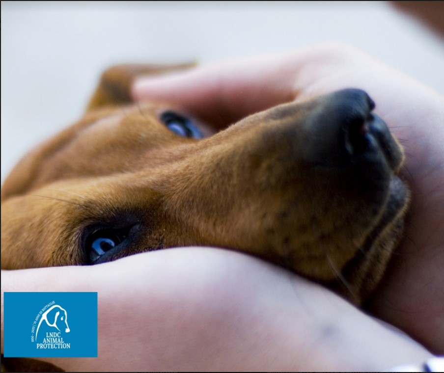 animali maltrattamenti animali maltrattamenti