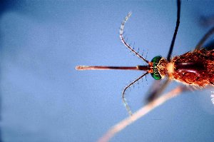 west nile