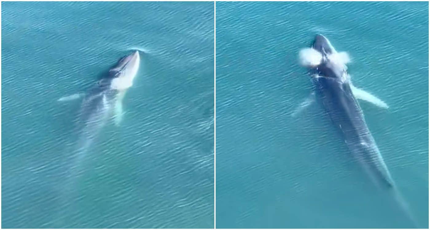 Spettacolare avvistamento di due balenottere nel mare di Castellammare di Stabia -VIDEO