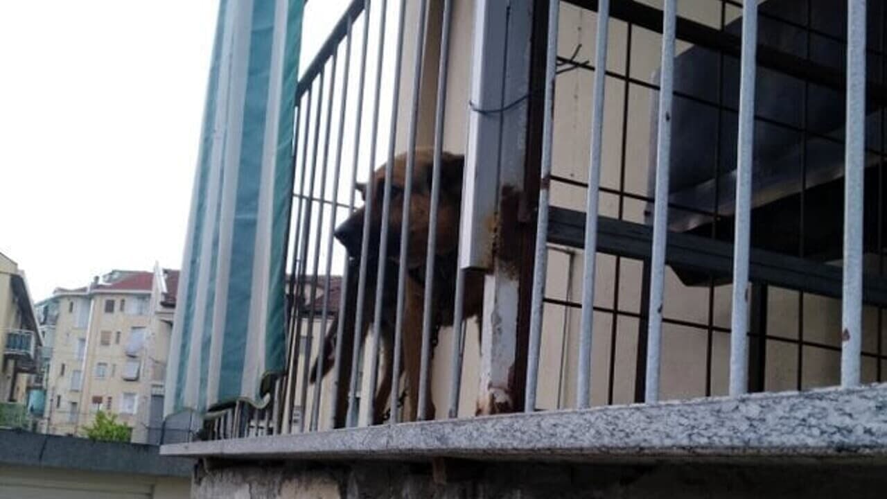 Cane incatenato sul balcone sotto il sole : liberato e multa al proprietario