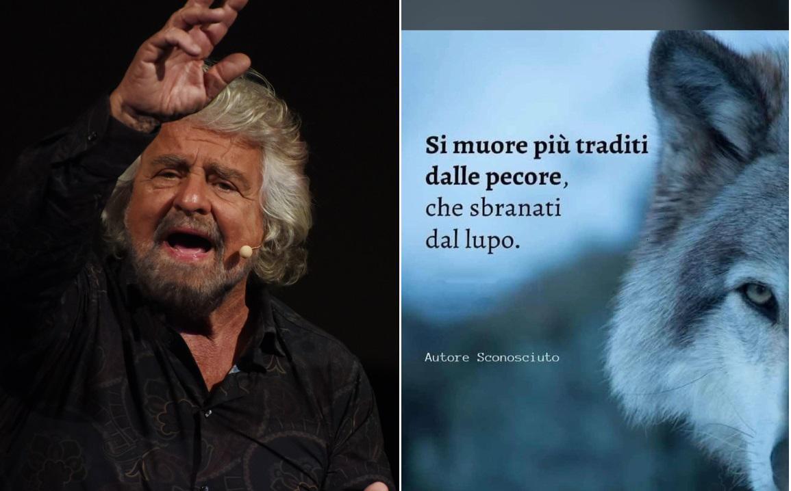 grillo punge grillo punge