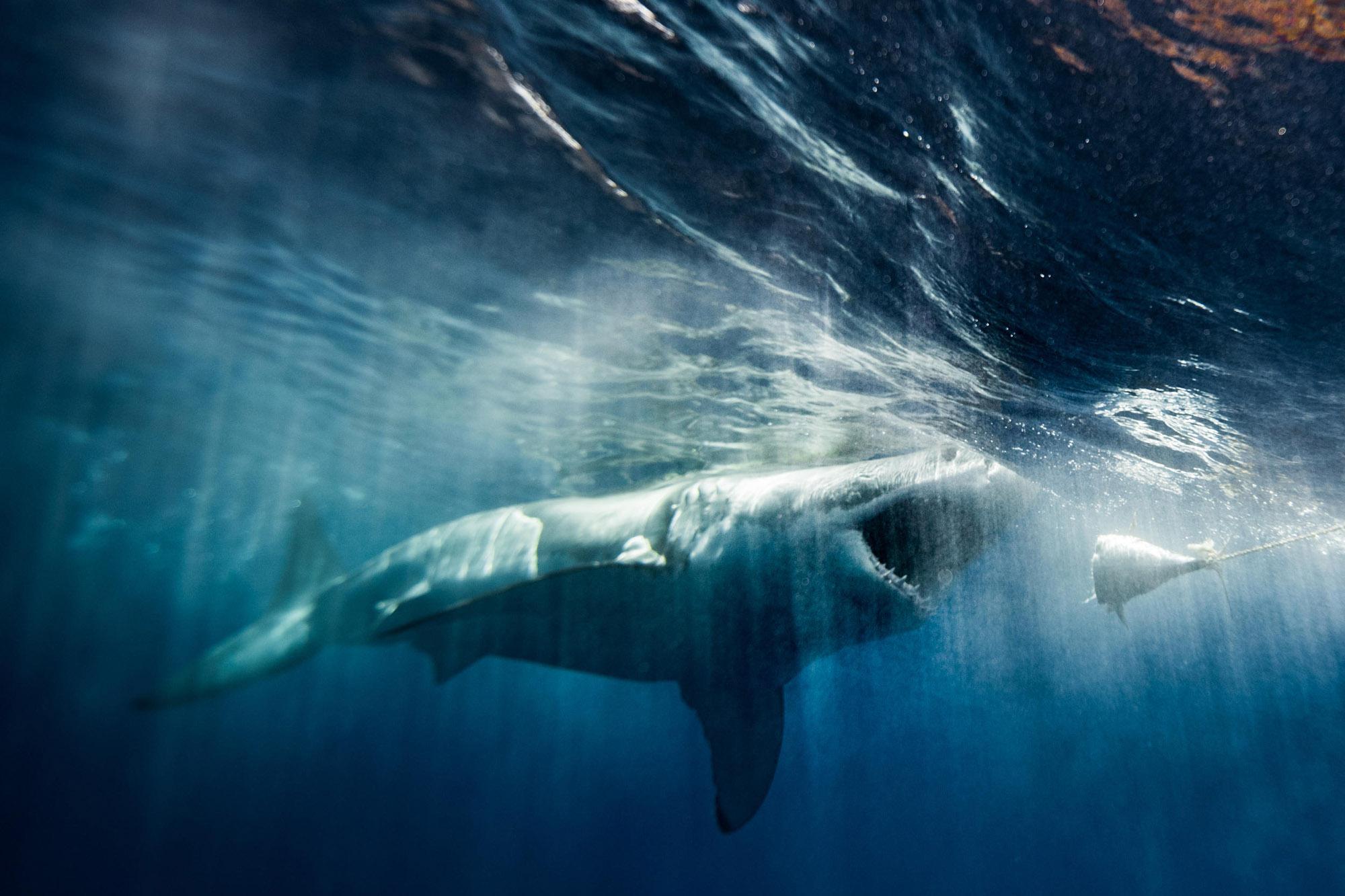 australia attacco australia attacco