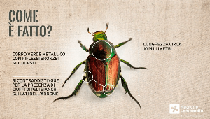 scarabeo giapponese scarabeo giapponese
