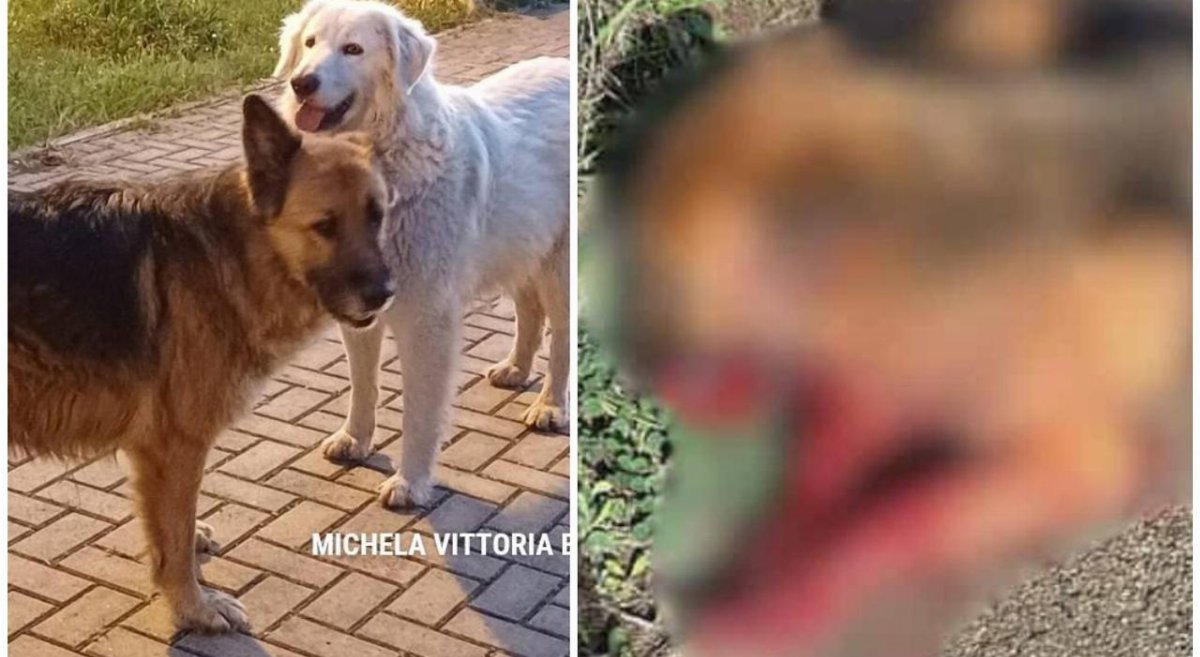 Billy e Nina uccisi a colpi di fucile nel Tarantino: ricompensa da 5mila euro per scoprire il colpevole