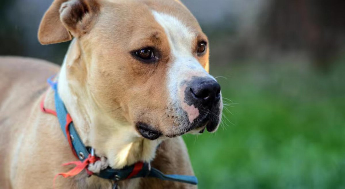 Amstaff uccide un bulldog a Merine, proprietaria incinta ricoverata in ospedale Amstaff uccide un bulldog a Merine, proprietaria incinta ricoverata in ospedale