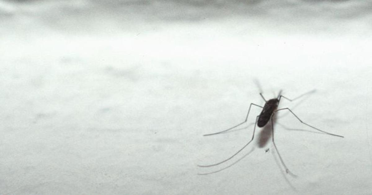 Allarme Malaria Italia? Ecco cosa dicono gli esperti