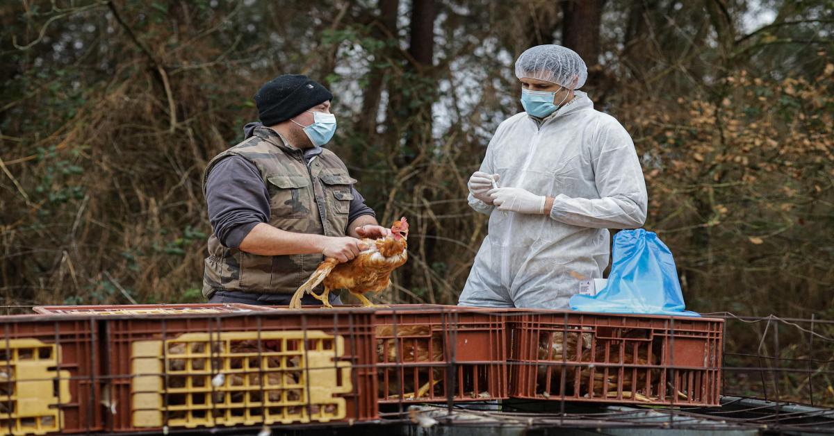 Aviaria e rischio pandemia, Usa al lavoro per strategie e vaccini