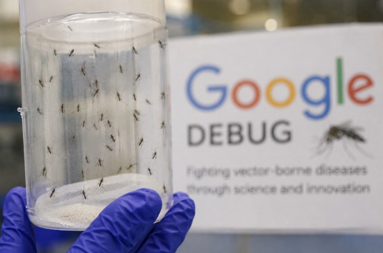 Google punta sulle zanzare contro la dengue, piano da 64 milioni di insetti in California e Florida