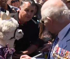 Alpaca starnutisce addosso a Re Carlo durante una visita a Canberra - Video