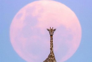 luna fragola luna fragola
