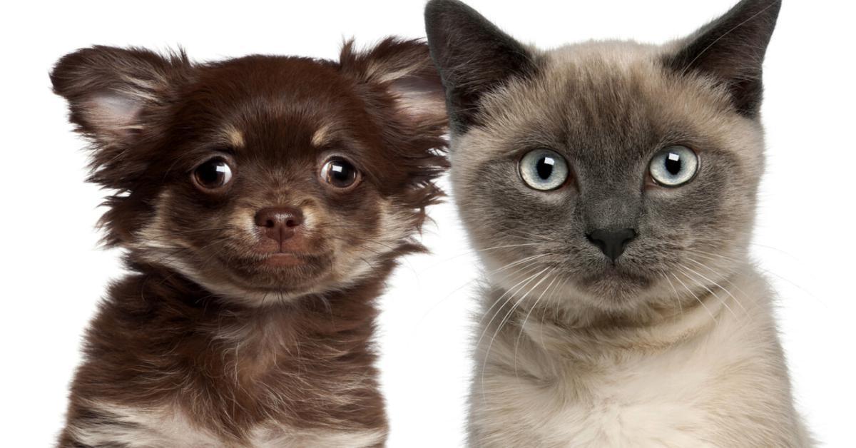Razze di gatti affettuosi e giocosi: Maine Coon e Bombay, i felini più simili ai cani
