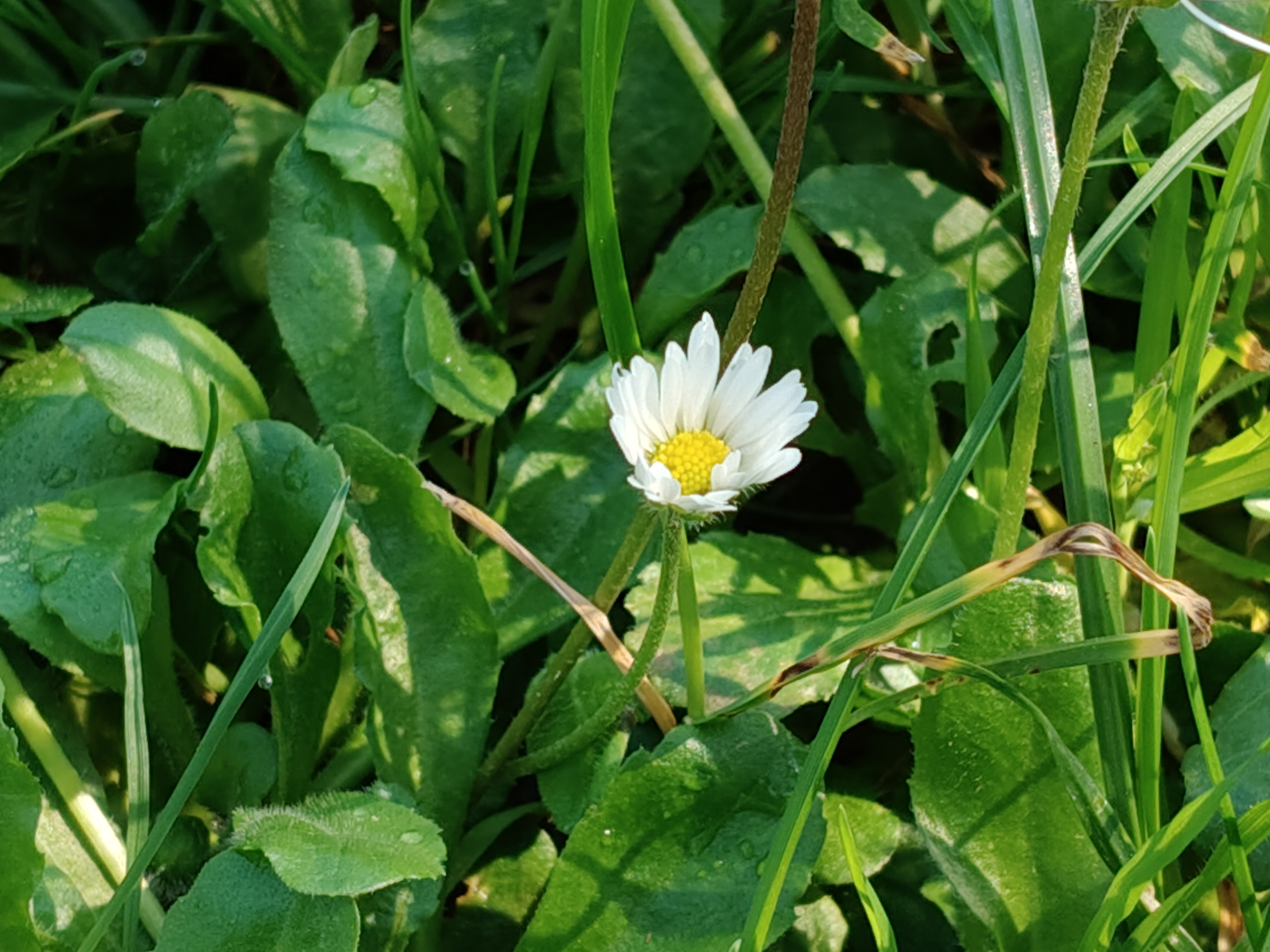 realme recensione Realme 12 Pro - Recensione tecnica comparto fotografico