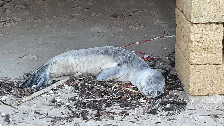 Morta la giovane foca monaca spiaggiata nel Brindisino