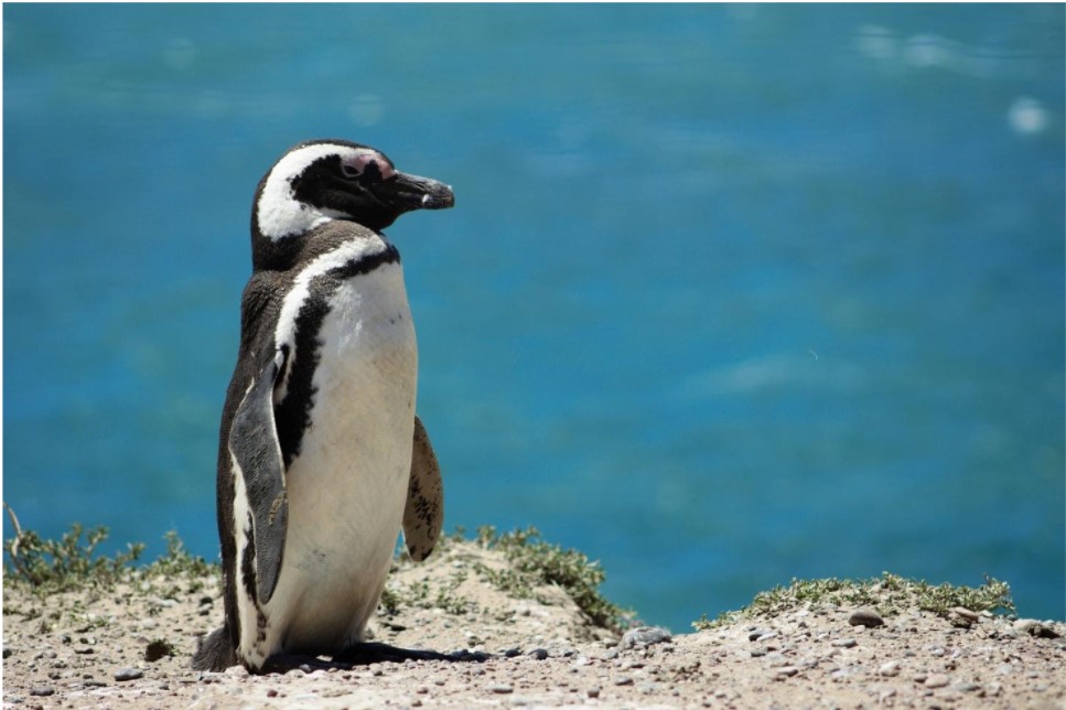 Nuove terre per i pinguini: la Nuova Zelanda.