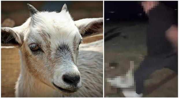 maltrattamento capra maltrattamento capra