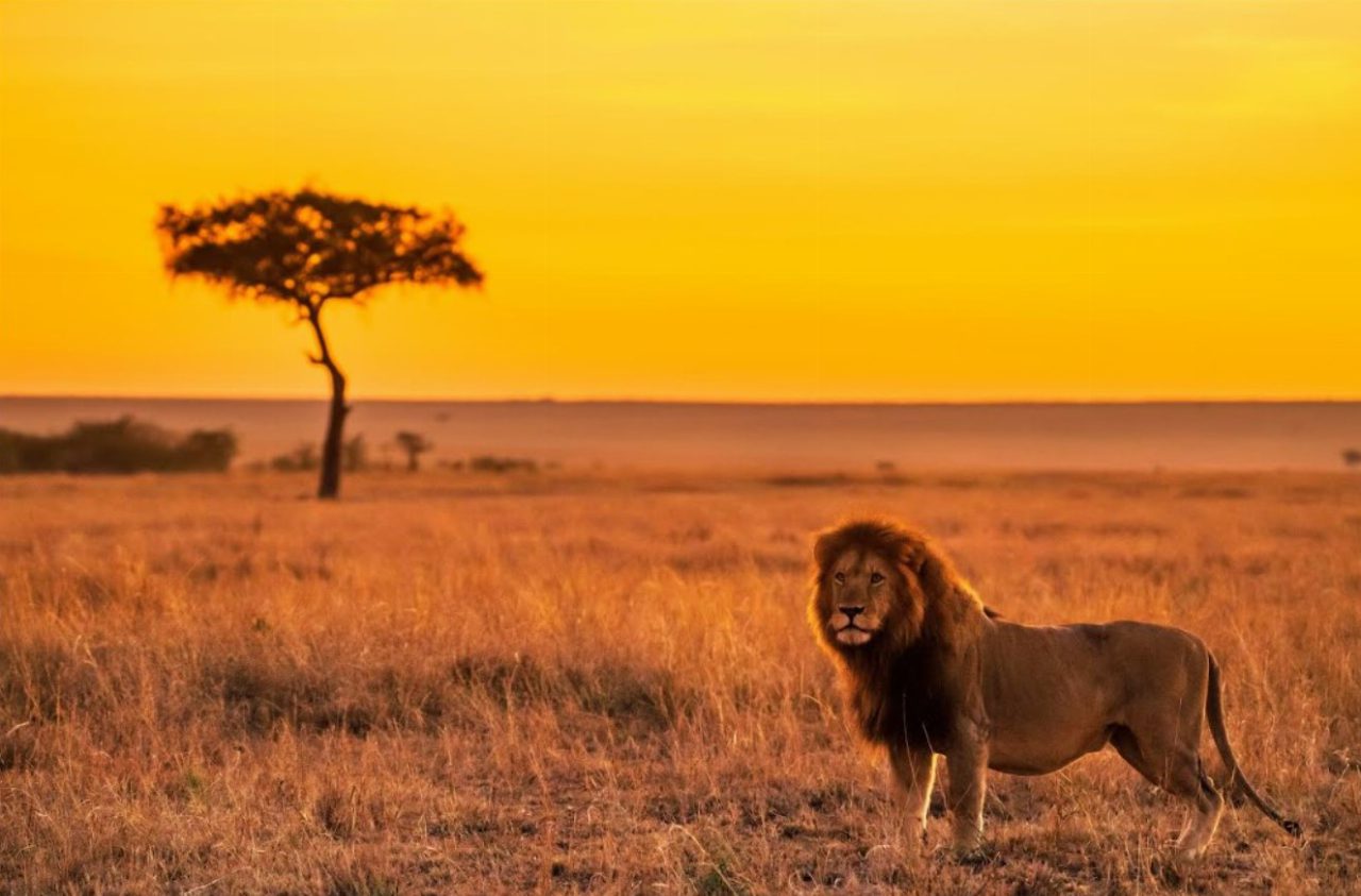 Dal Sahara alla Savana: l