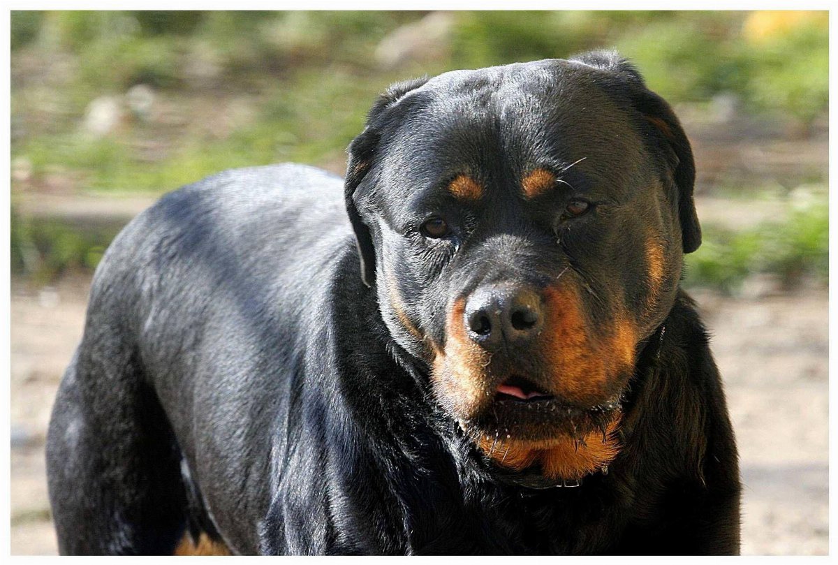 Pistoia, bimbo di 6 anni aggredito da due cani in giardino: salvato dalla nonna