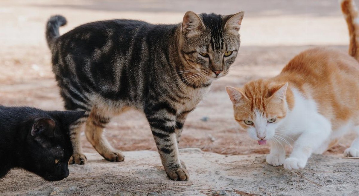 Comabbio vieta di nutrire i gatti della colonia: multe fino a 500 euro