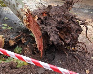 tragedia ferrandina tragedia ferrandina