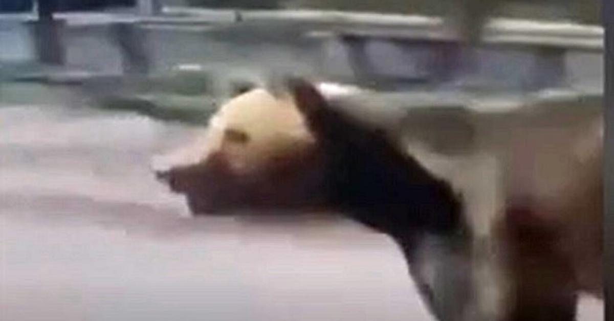 orso aggredisce orso aggredisce