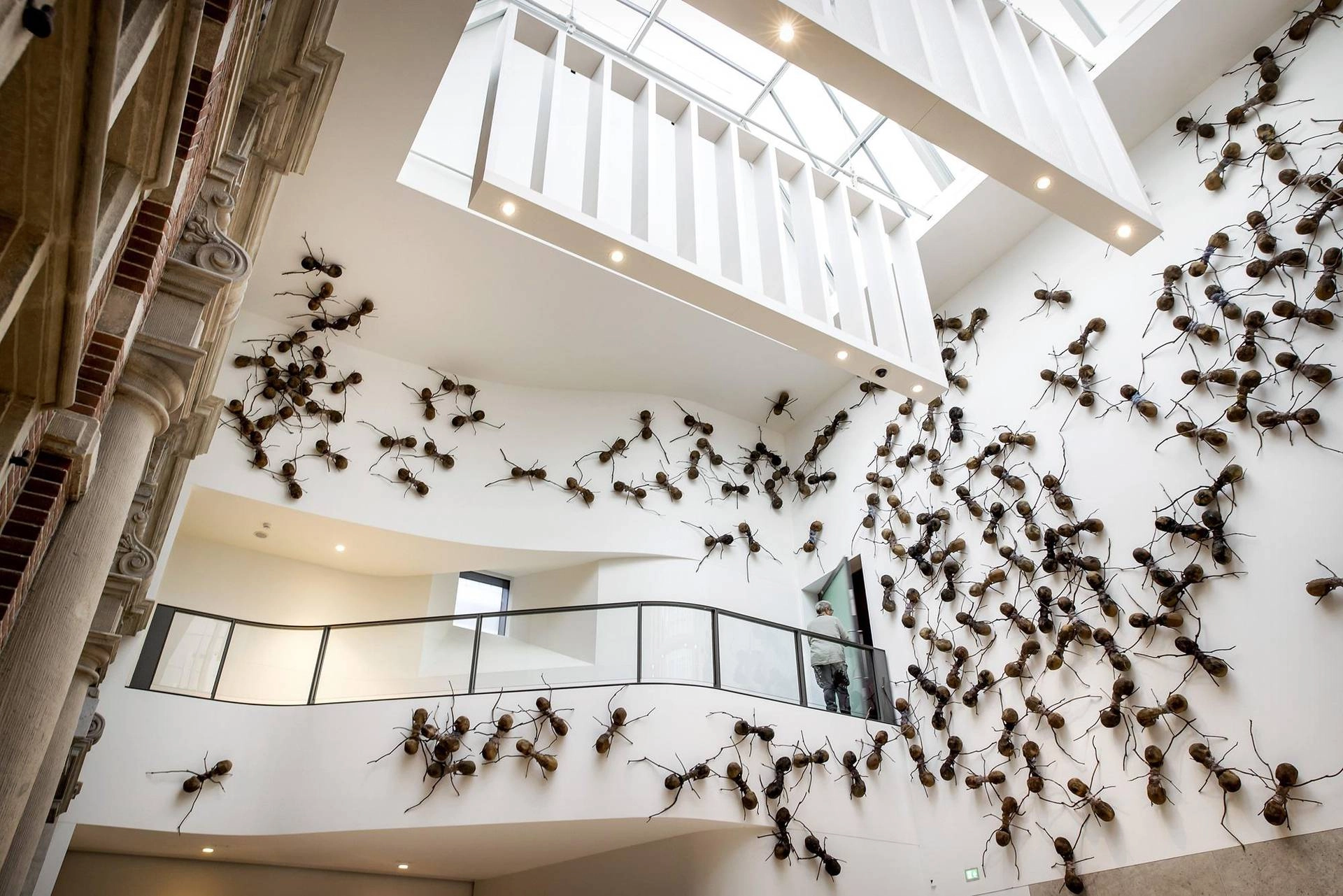 primavera formiche primavera formiche