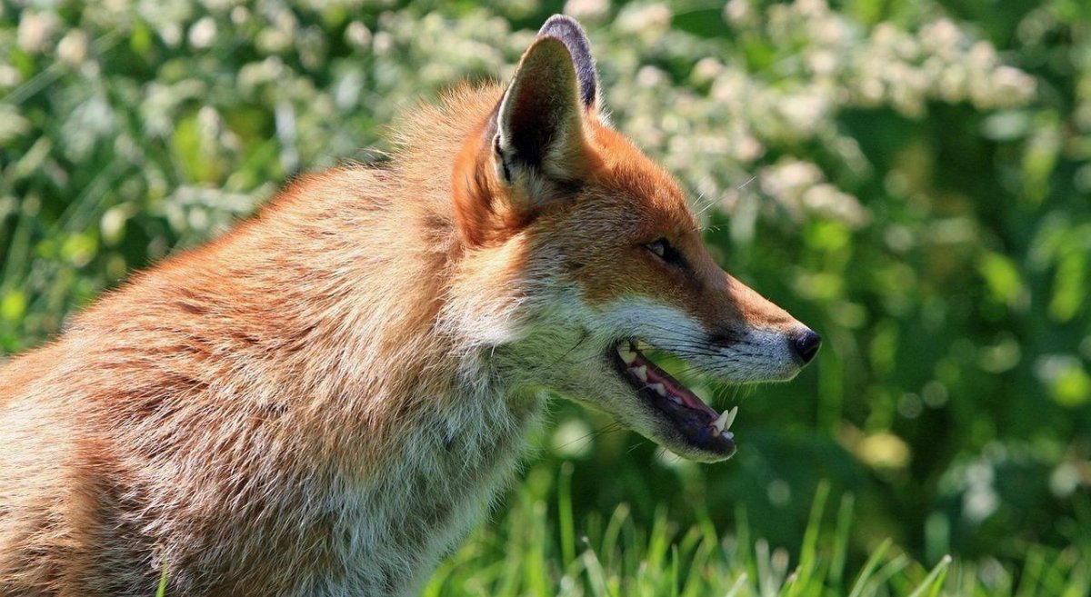 Uomo di 34 anni gravemente ferito investito sulla statale mentre soccorre una volpe