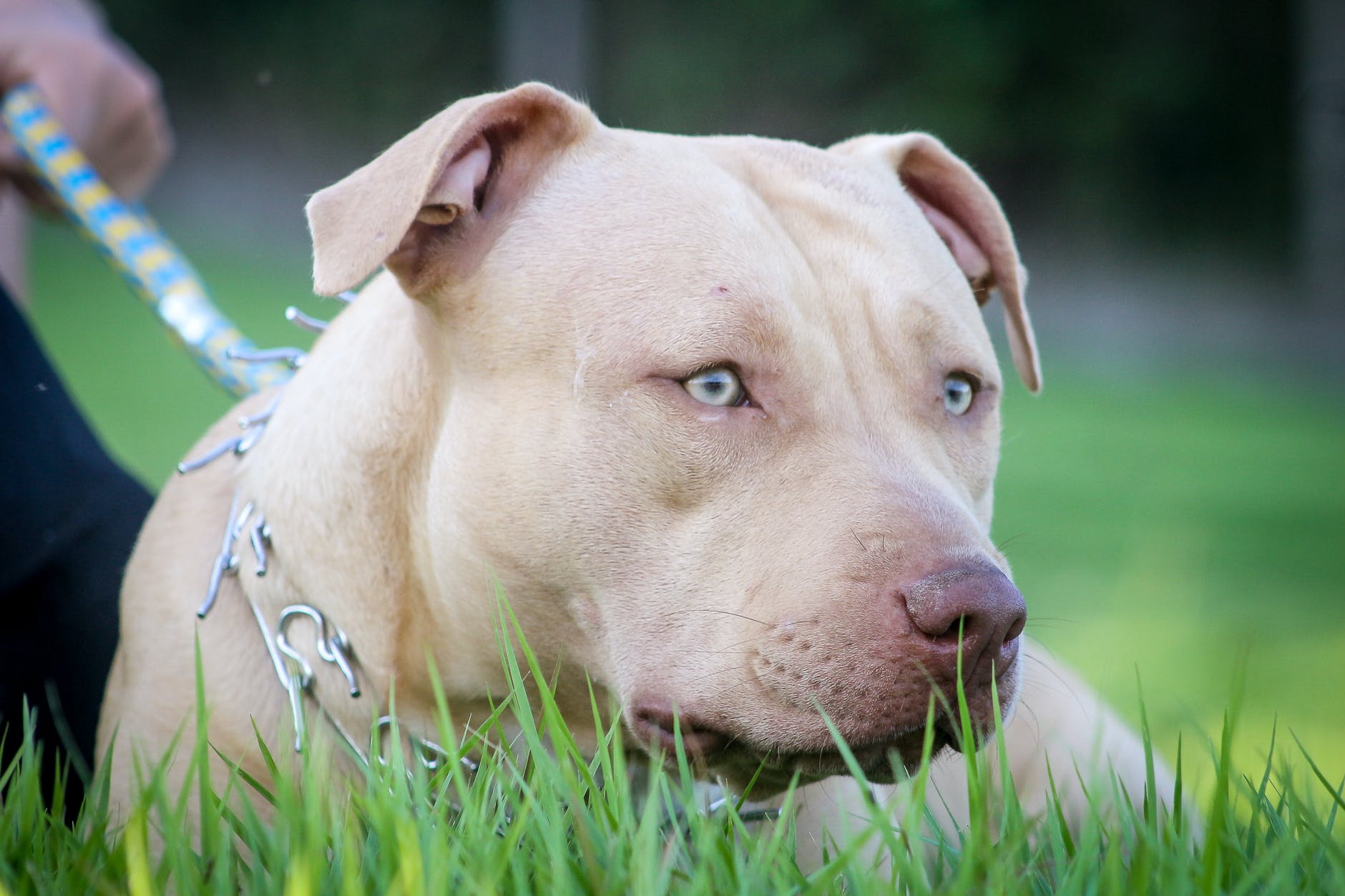 Il cane Rocky ucciso da un poliziotto : pretendiamo giustizia!