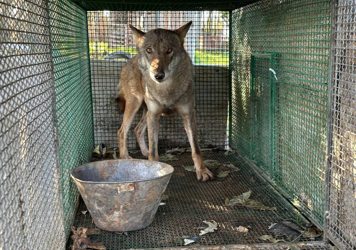 Traffico di droga a Foggia: durante l Traffico di droga a Foggia: durante l