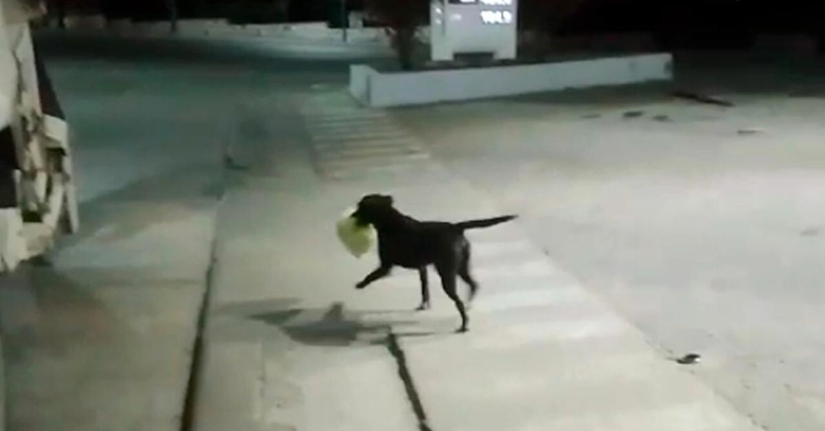 Bujía, il cane randagio diventa aiutante dei netturbini in Argentina