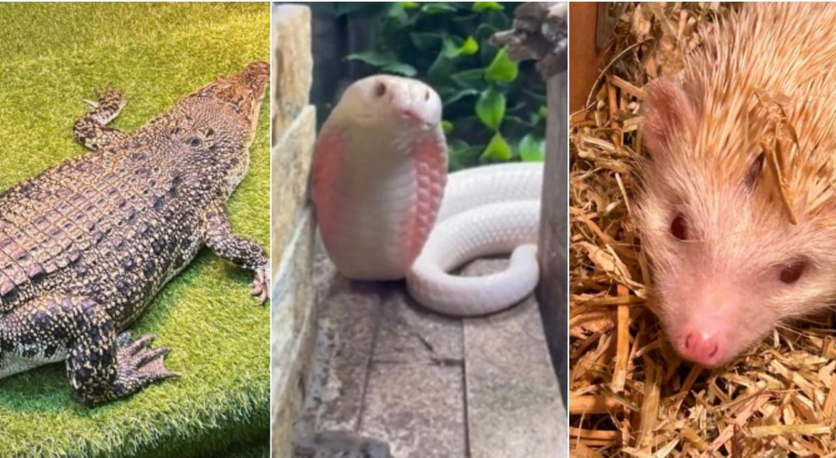 Irruzione antidroga in Australia, ma in casa spunta uno zoo con coccodrillo e 38 serpenti