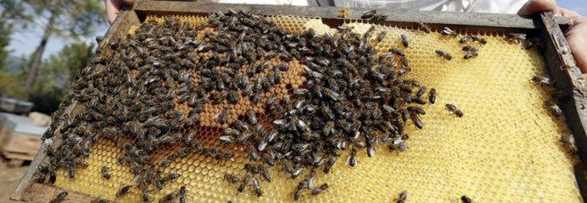 Cade sulla cassette delle api : muore apicoltore a Urbino