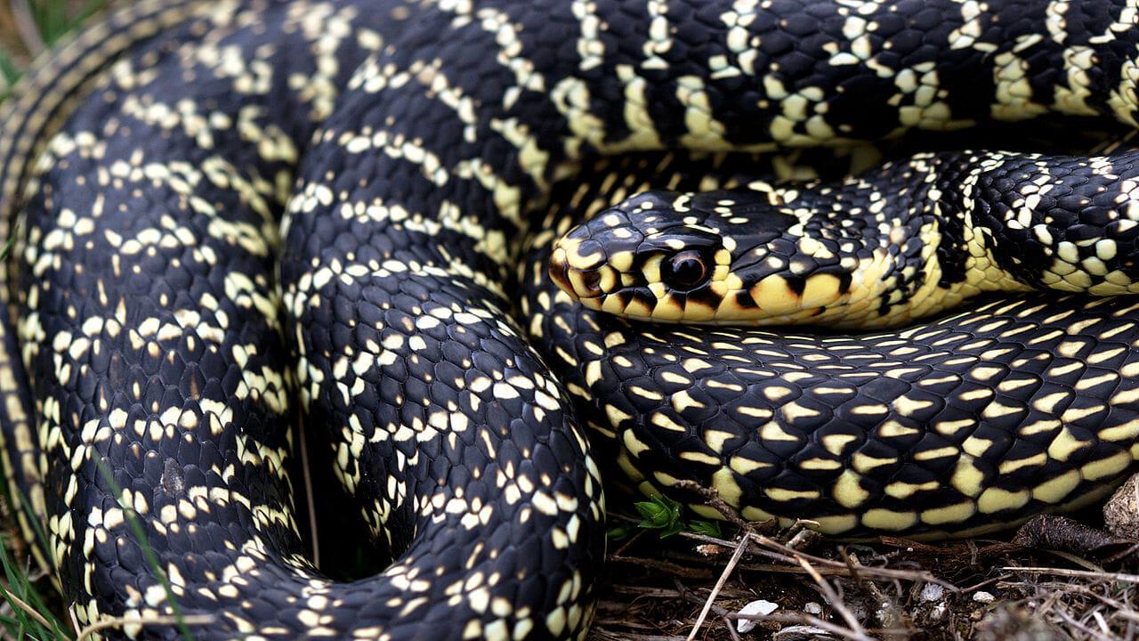 Roma invasa dai serpenti: registrati oltre 60 avvistamenti in una settimana