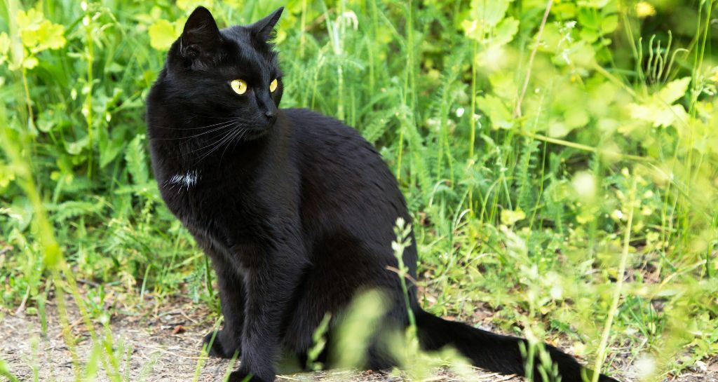 razze gatti Razze di gatti affettuosi e giocosi: Maine Coon e Bombay, i felini più simili ai cani