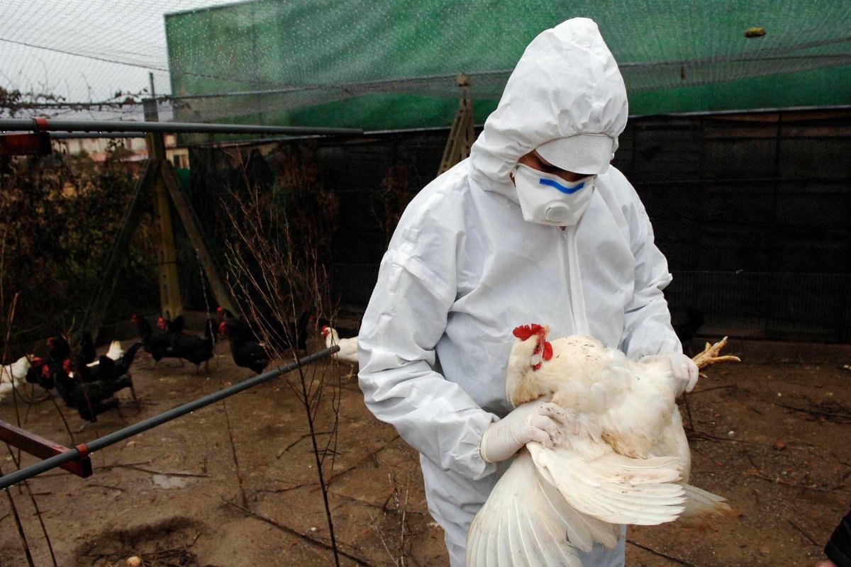 Influenza aviaria e rischio pandemia: diffusione globale e allerta sanitaria