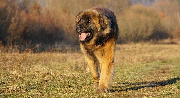 natasha johnston natasha johnston