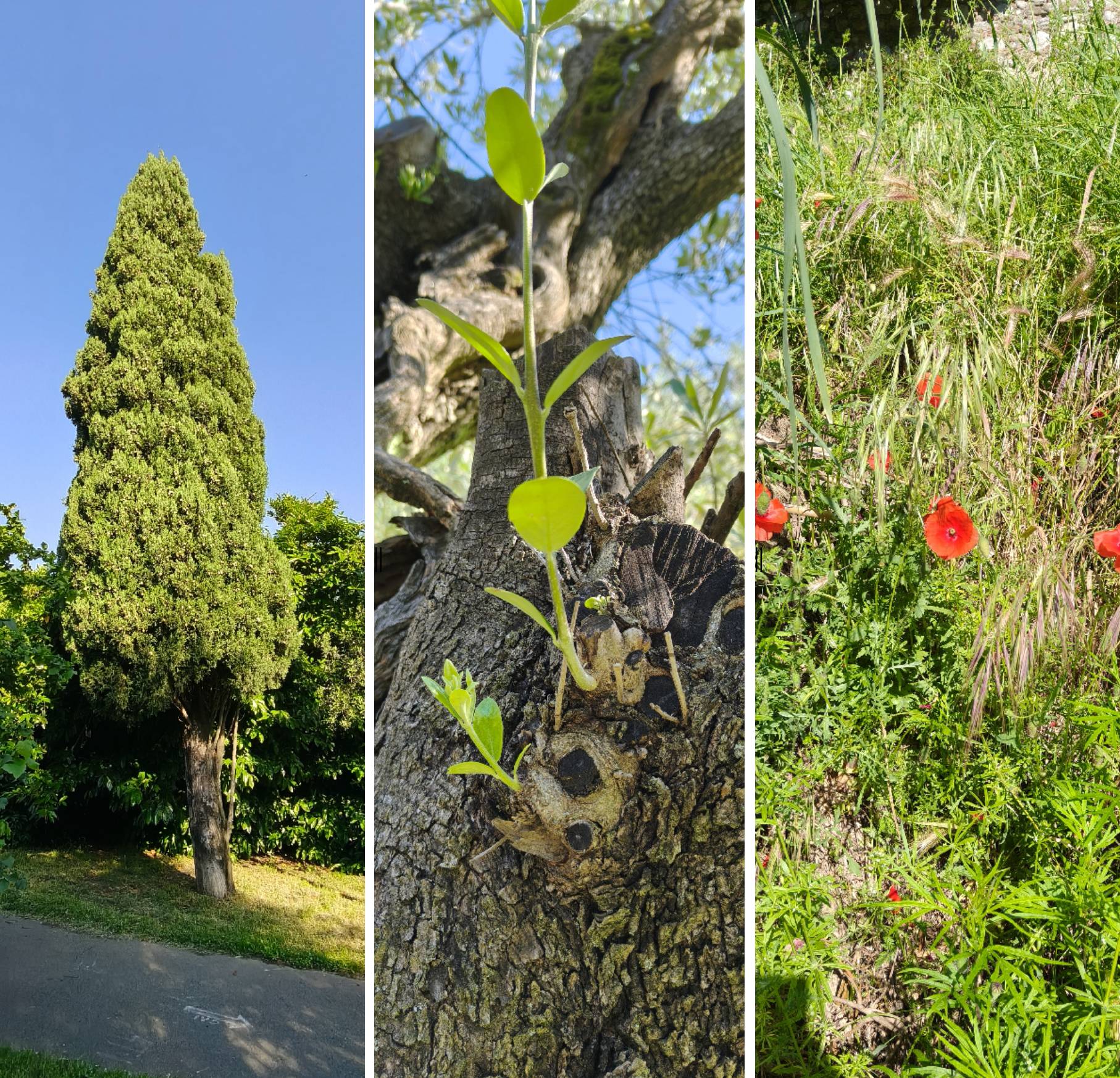 Recensione realme GT 7T