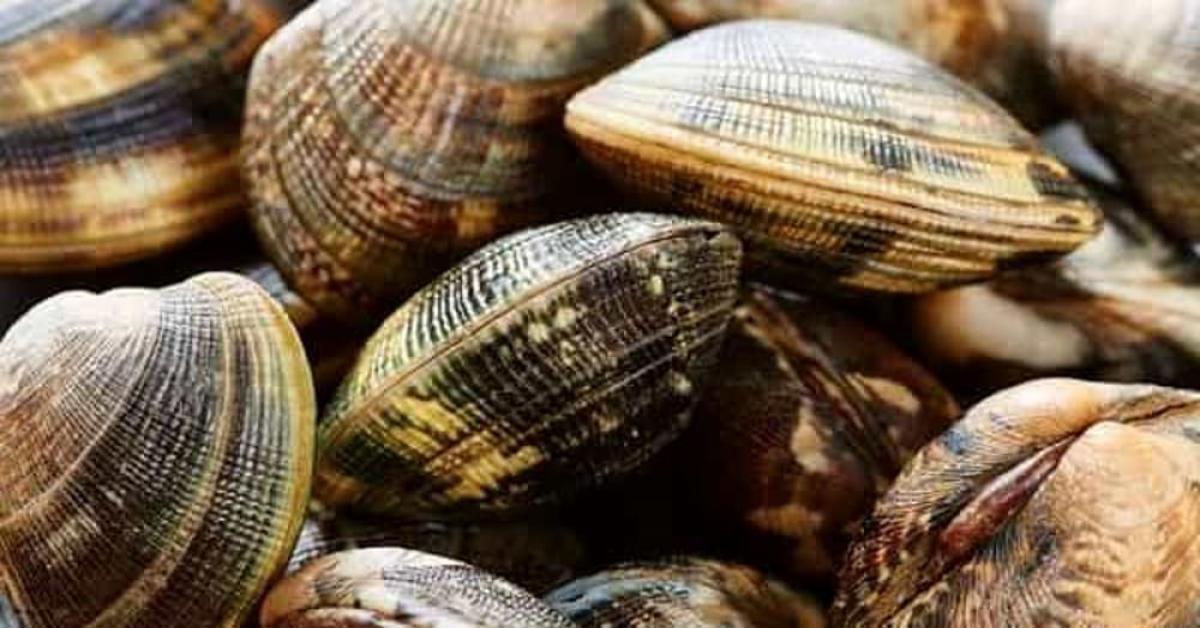 Condanna per lo Chef Marco Sacco: vongole contaminate al pranzo di nozze