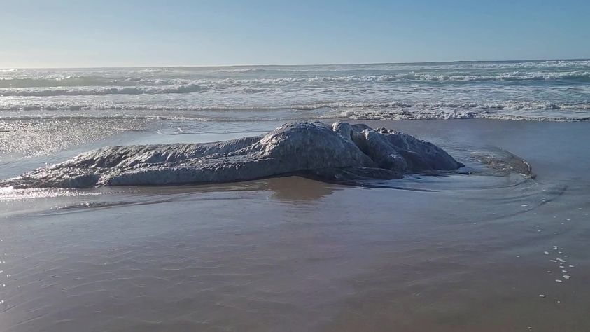 Oregon : Misteriosa creatura marina trovata morta in spiaggia