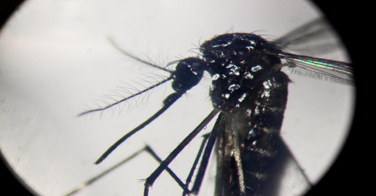 Virus Dengue in Italia? Inevitabile che prenda sempre più piede