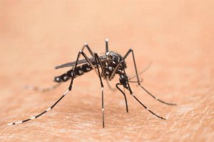 west nile west nile