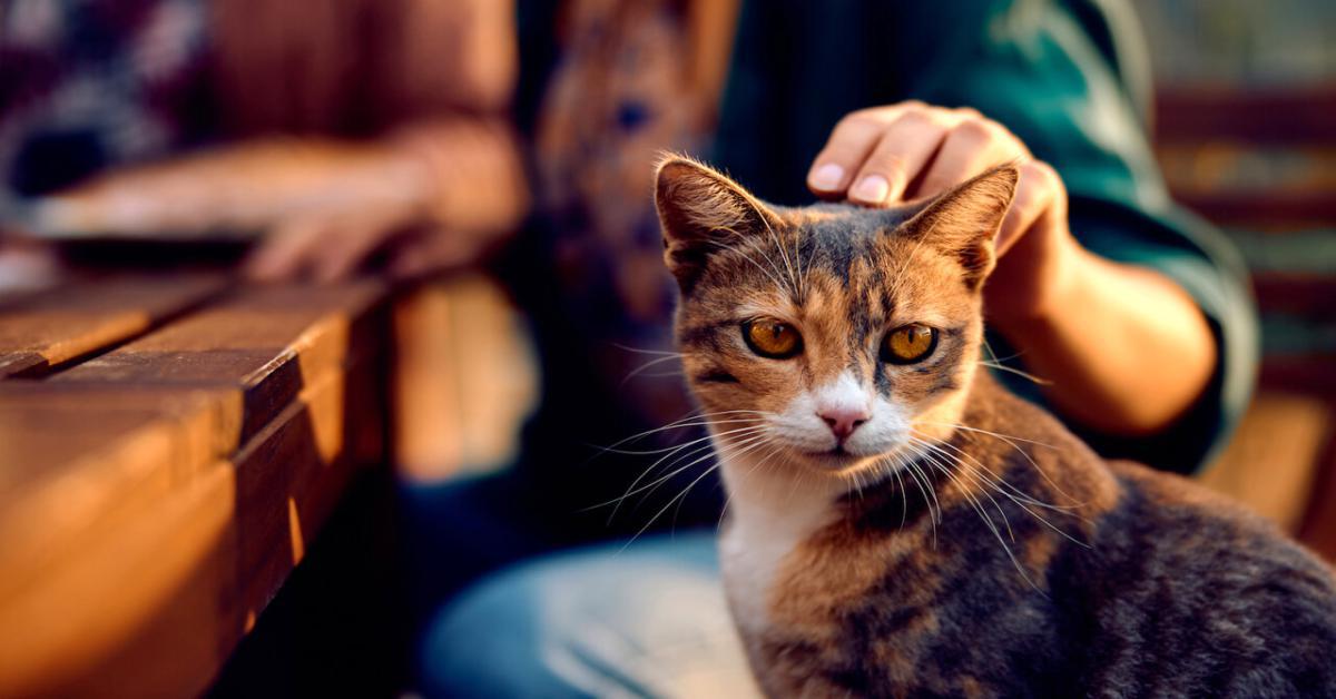  Nuovo farmaco AIM potrebbe estendere la vita dei gatti fino a 30 anni