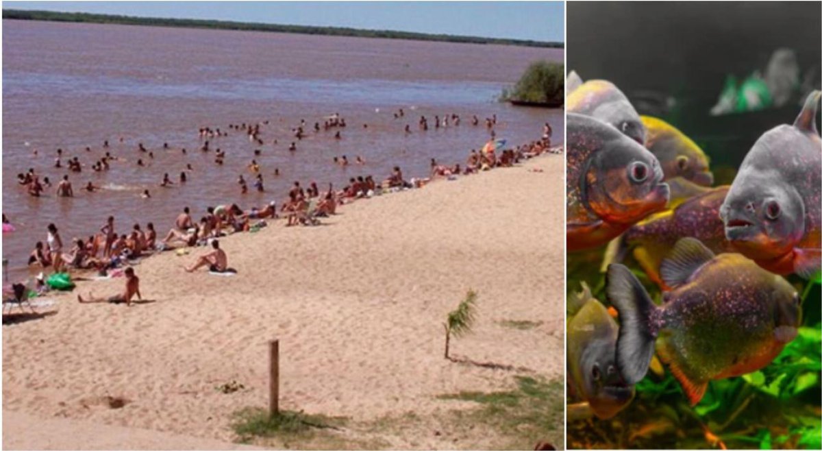 Attacco di piranha in Argentina, oltre 40 feriti gravi su una spiaggia del delta del Paraná